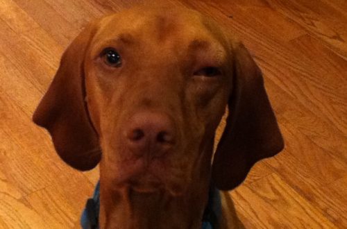 dog swollen eye home treatment