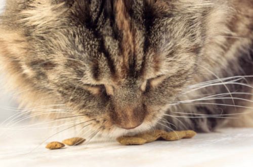 cat throwing up undigested food