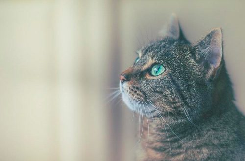 Automatic cat feeder wet food